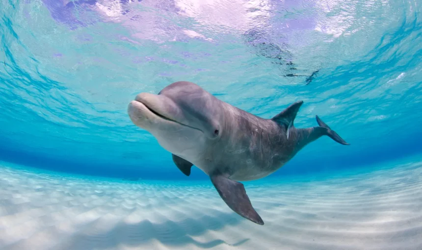 THE INDO-PACIFIC BOTTLENOSE DOLPHIN FOUND IN WASINI