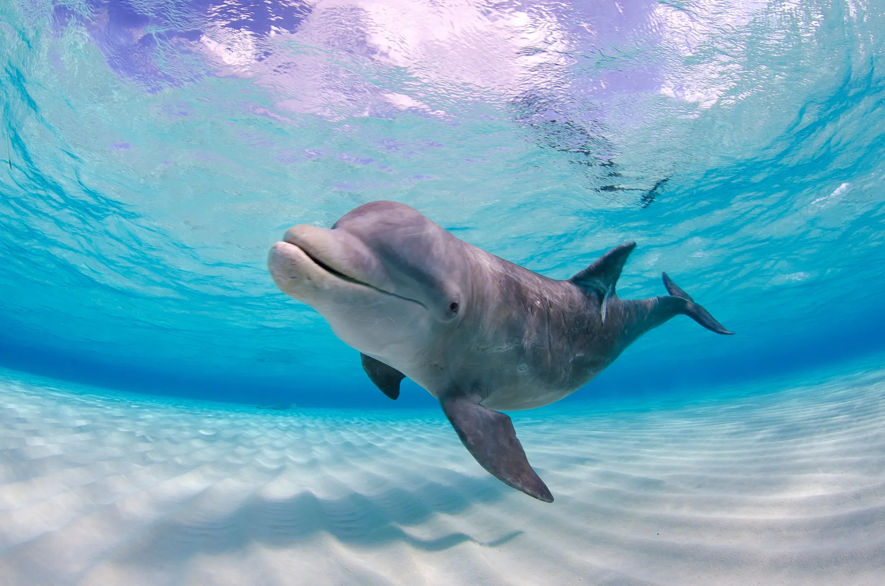 dolphin