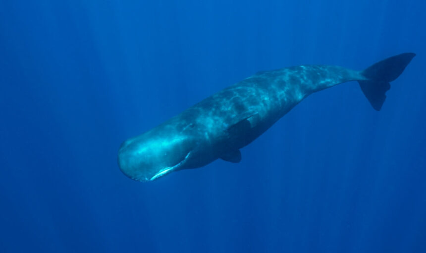 SPERM WHALE WASTE ,FLOATING GOLD