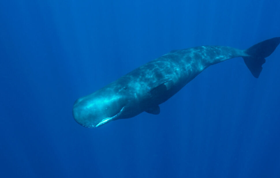 sperm whale