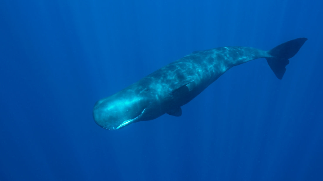 sperm whale