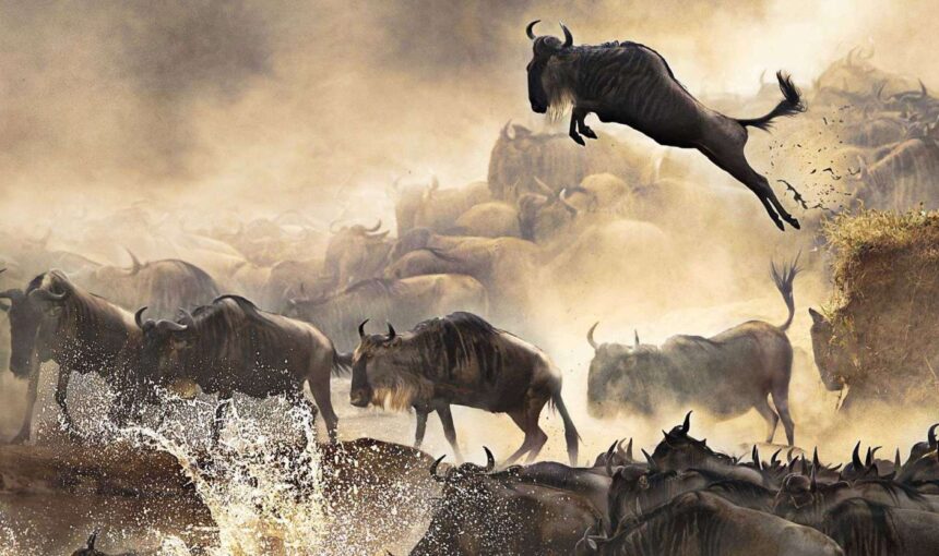 The Great Wildebeest Migration