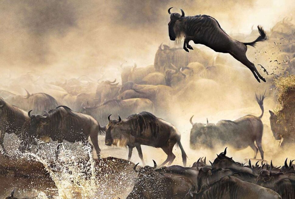 wildebeest migration