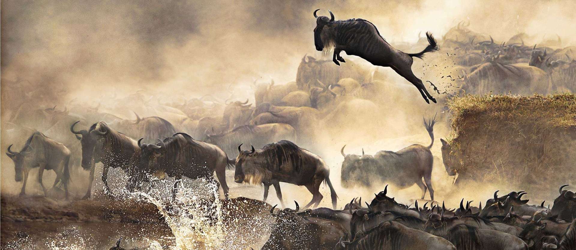 wildebeest migration