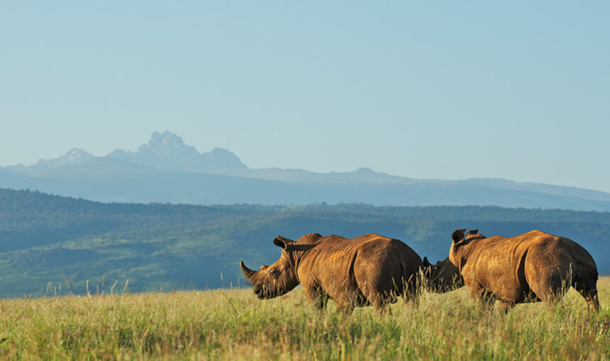 Mount Kenya National Park