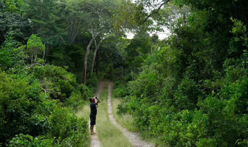 Arabuko Sokoke Forest Reserve