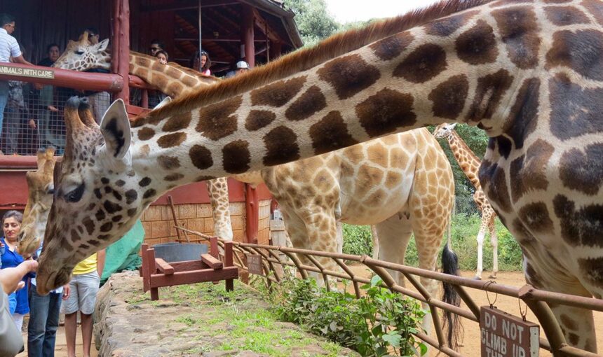 Nairobi Animal Orphanage