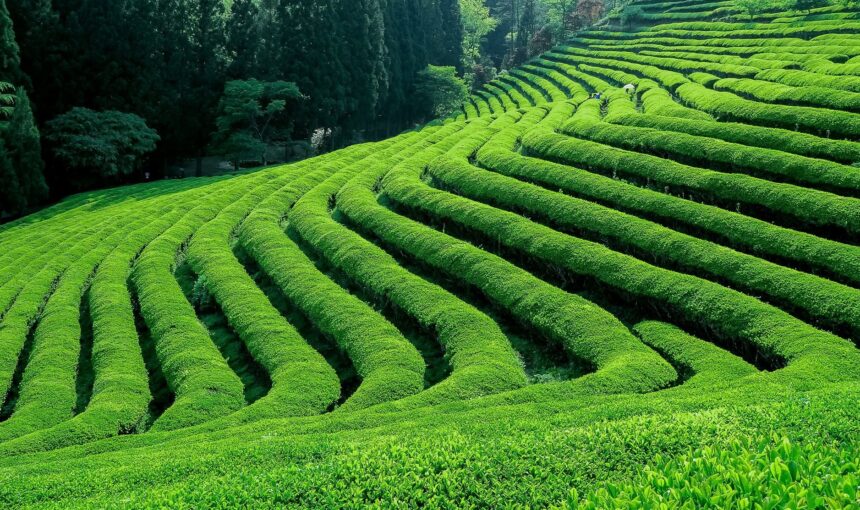 Best Tea And Coffee Plantations To Visit Around Nairobi.