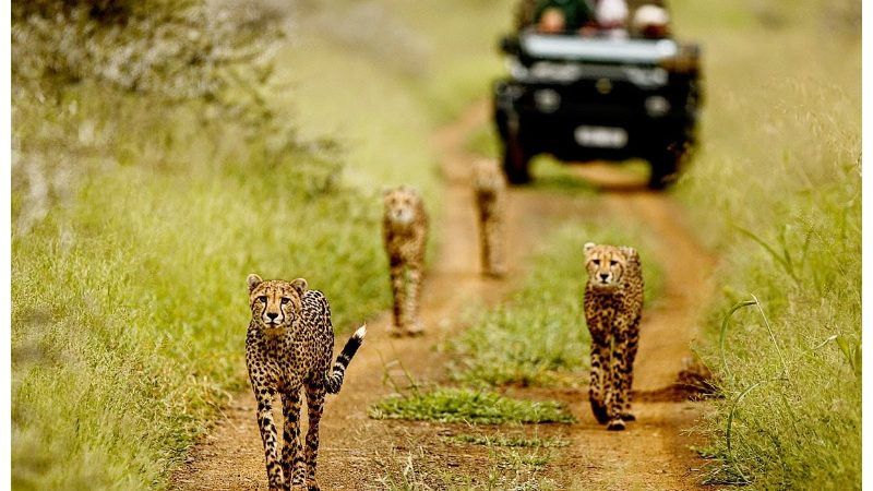 3-Days Tsavo East Safari.