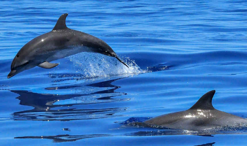 Wasini Island, Home of the Dolphins