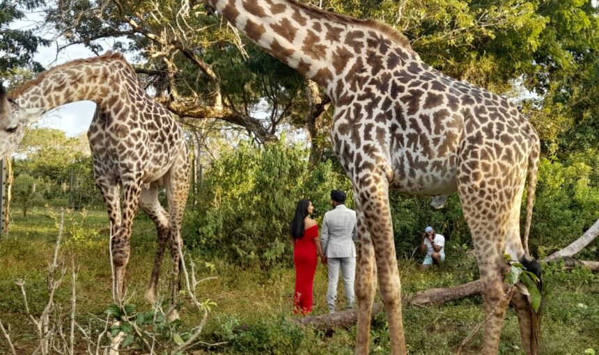 Giraffe Feeding In Diani