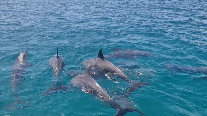 Wasini Dolphin Spotting Tour