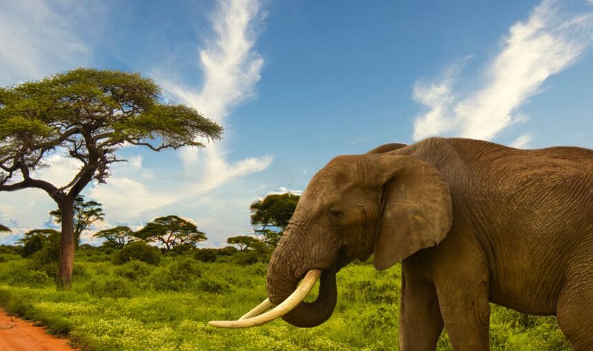 3 Day Amboseli & Tsavo Safari From Diani Beach.