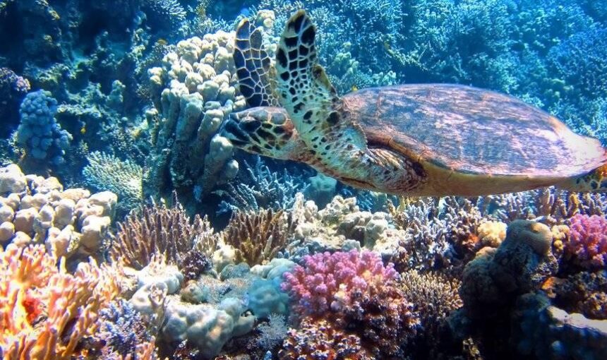 Scuba Diving In Diani Beach.