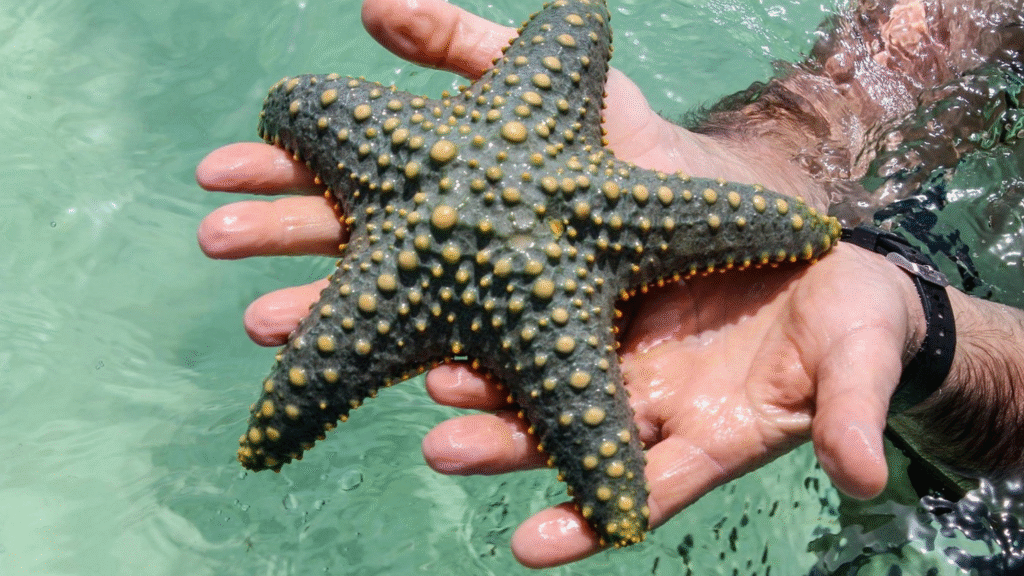 Malindi Marine Park