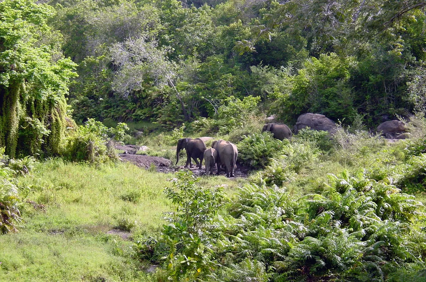 Shimba Hills 1 Day Safari