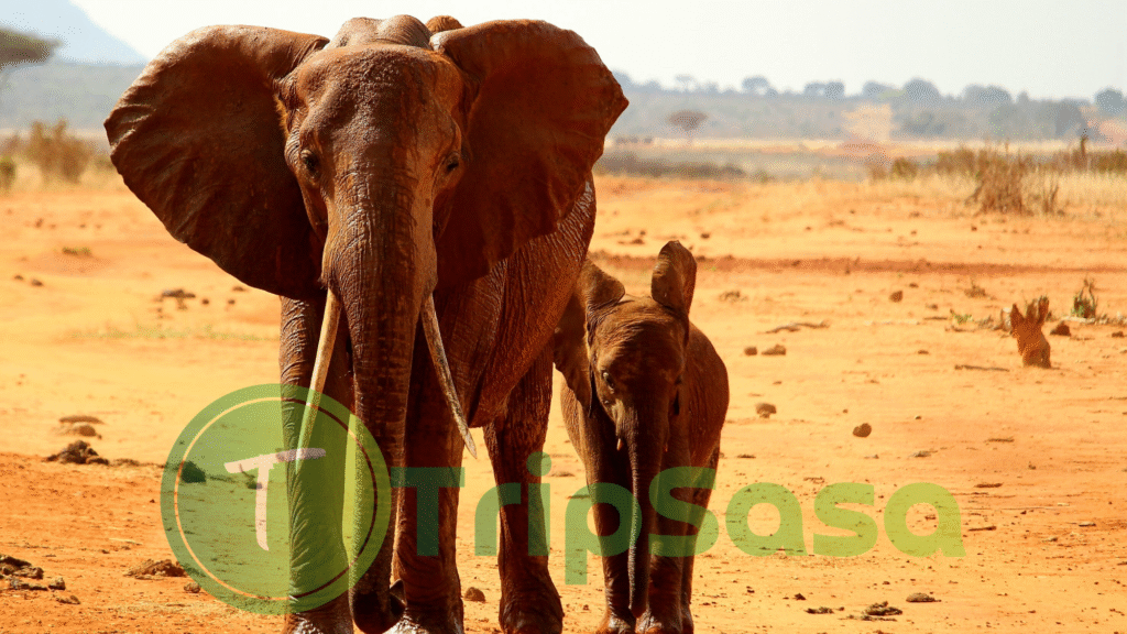 Tsavo East National Park day trip