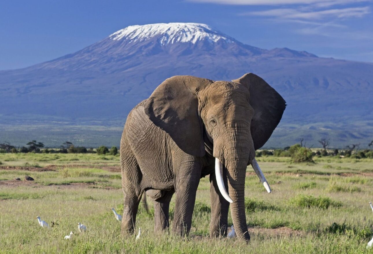 amboseli