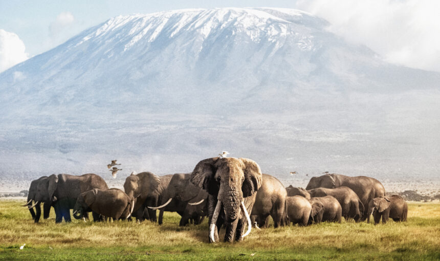 Amboseli National Park Highlights