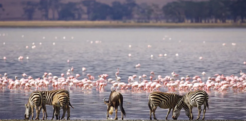 Lake nakuru trip