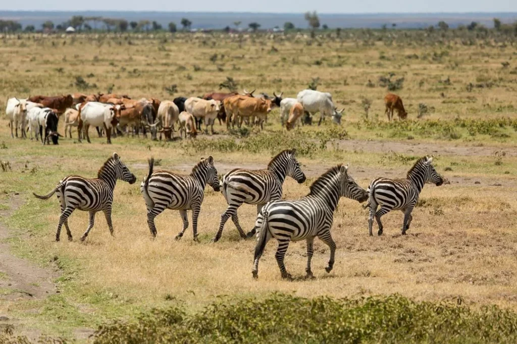 Ol Pejeta Conservancy