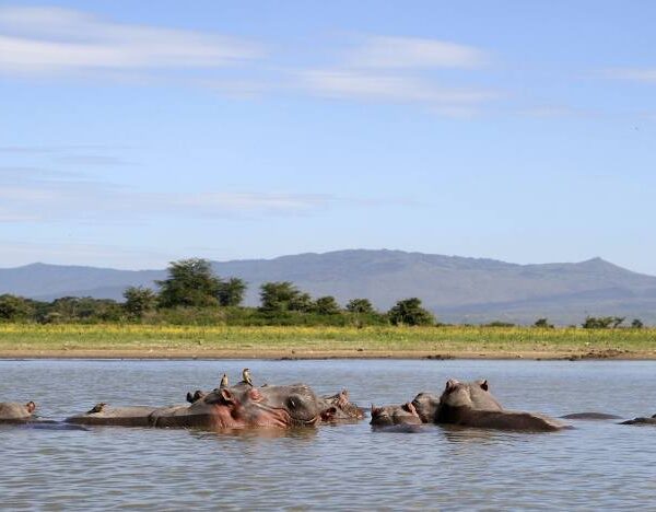 lake naivasha