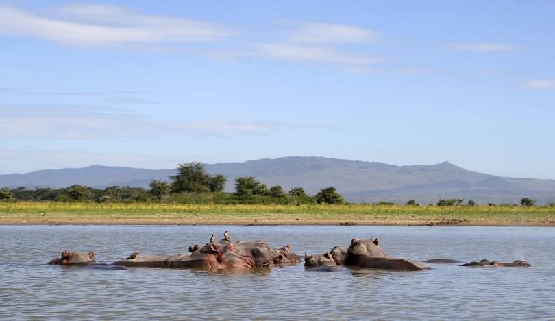 lake naivasha