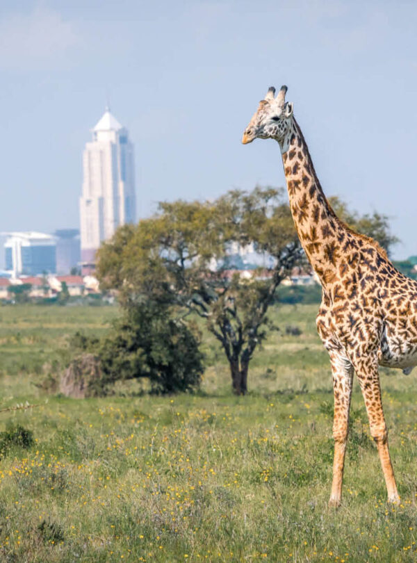Nairobi park
