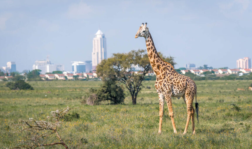 DAY TRIP DESTINATIONS IN KENYA