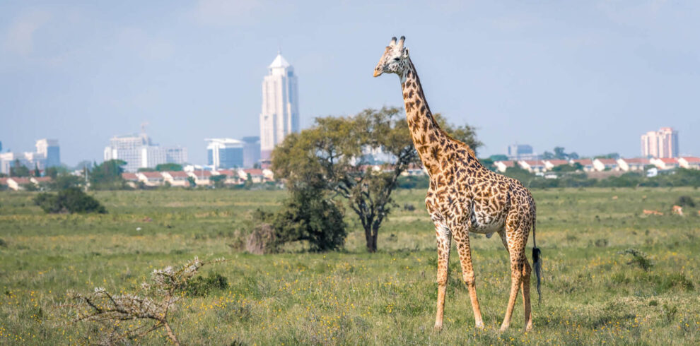 Nairobi park