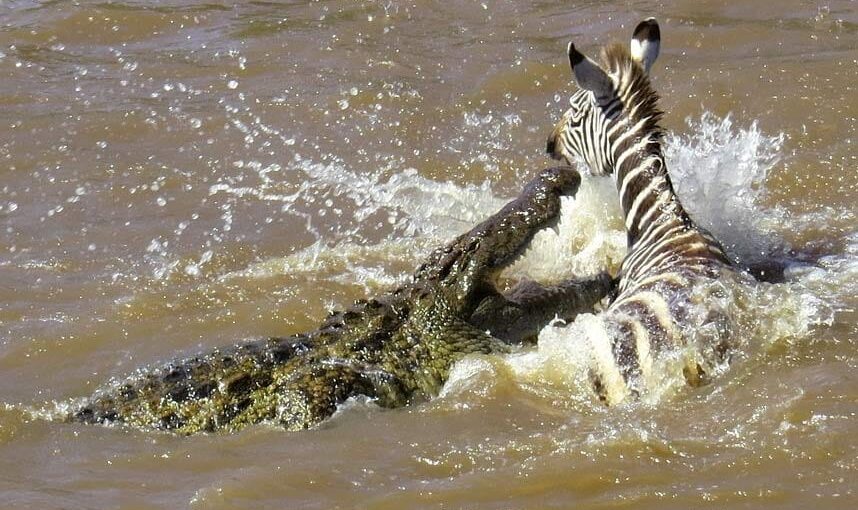 Mara river