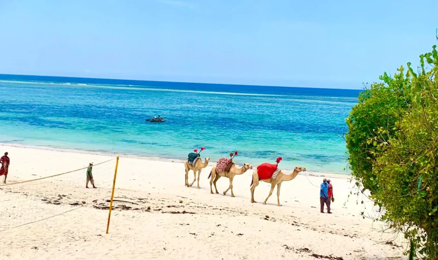 Themed Holiday Vacations